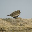 Eurasian Golden-Plover